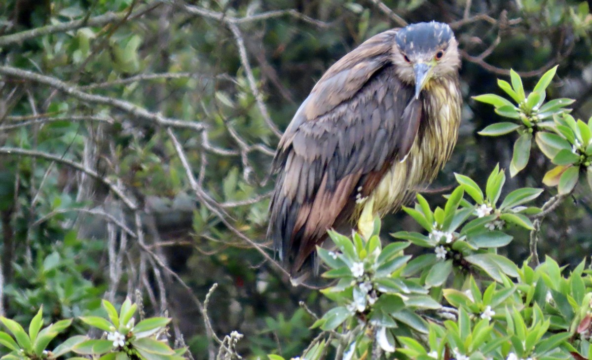 Black-crowned Night Heron - ML640739610