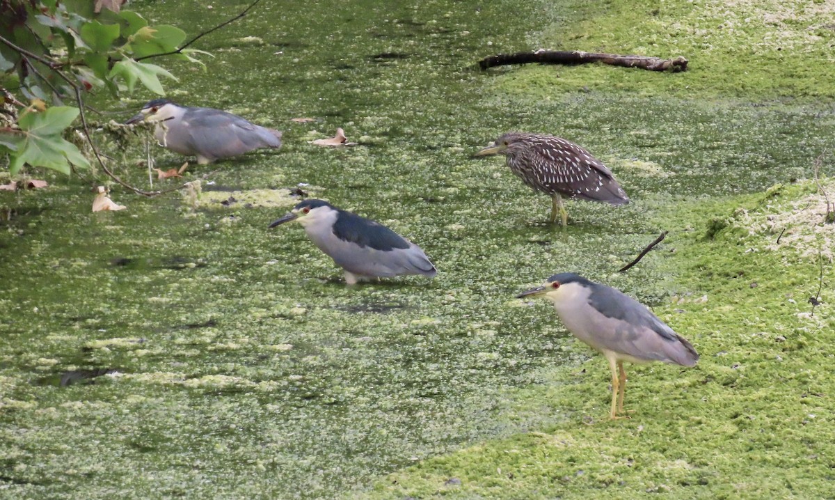Black-crowned Night Heron - ML640739614