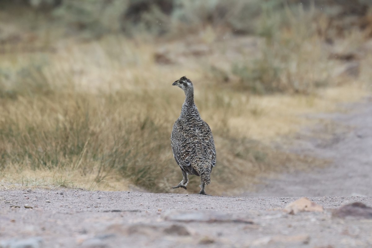 キジオライチョウ - ML640739646