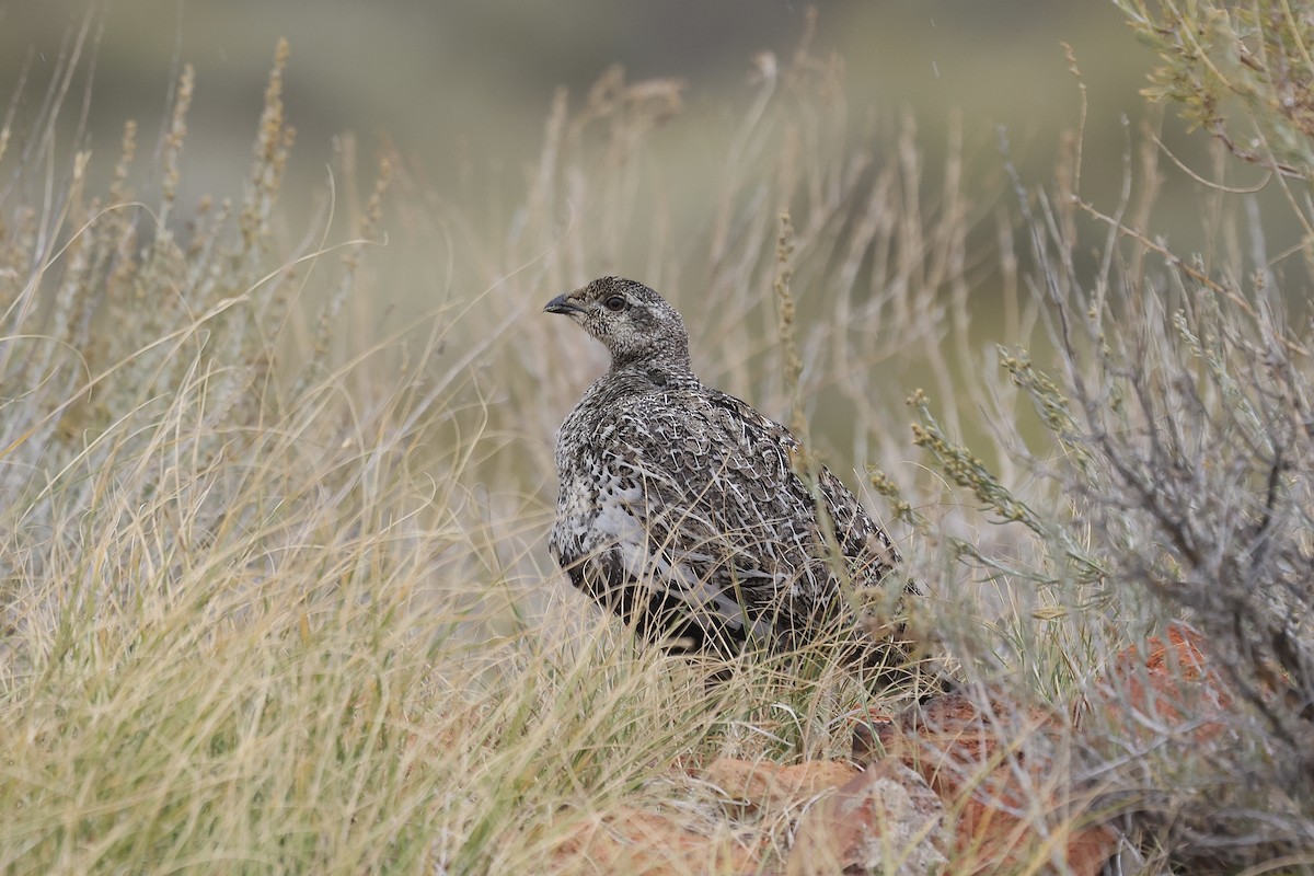 キジオライチョウ - ML640739647