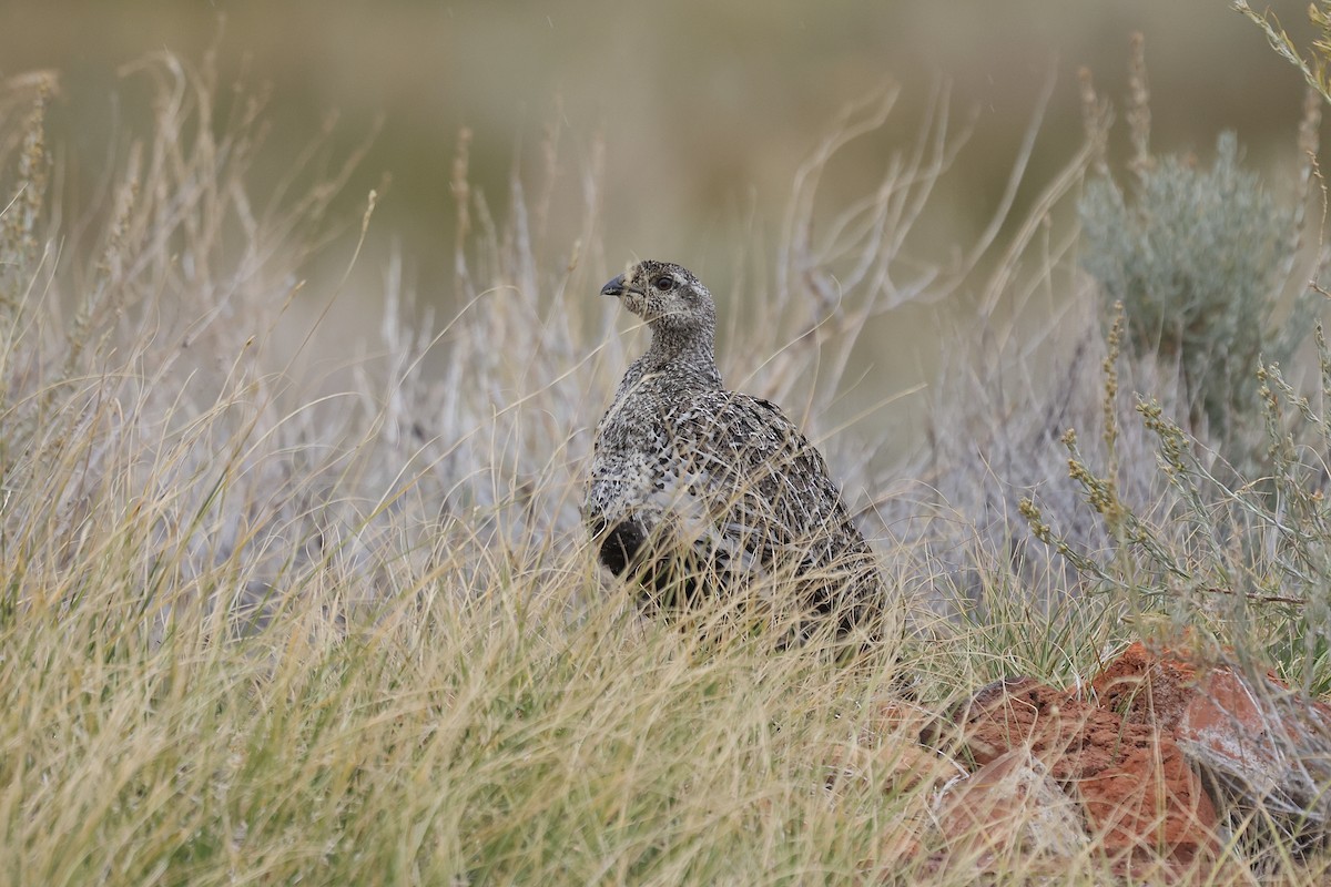 キジオライチョウ - ML640739648