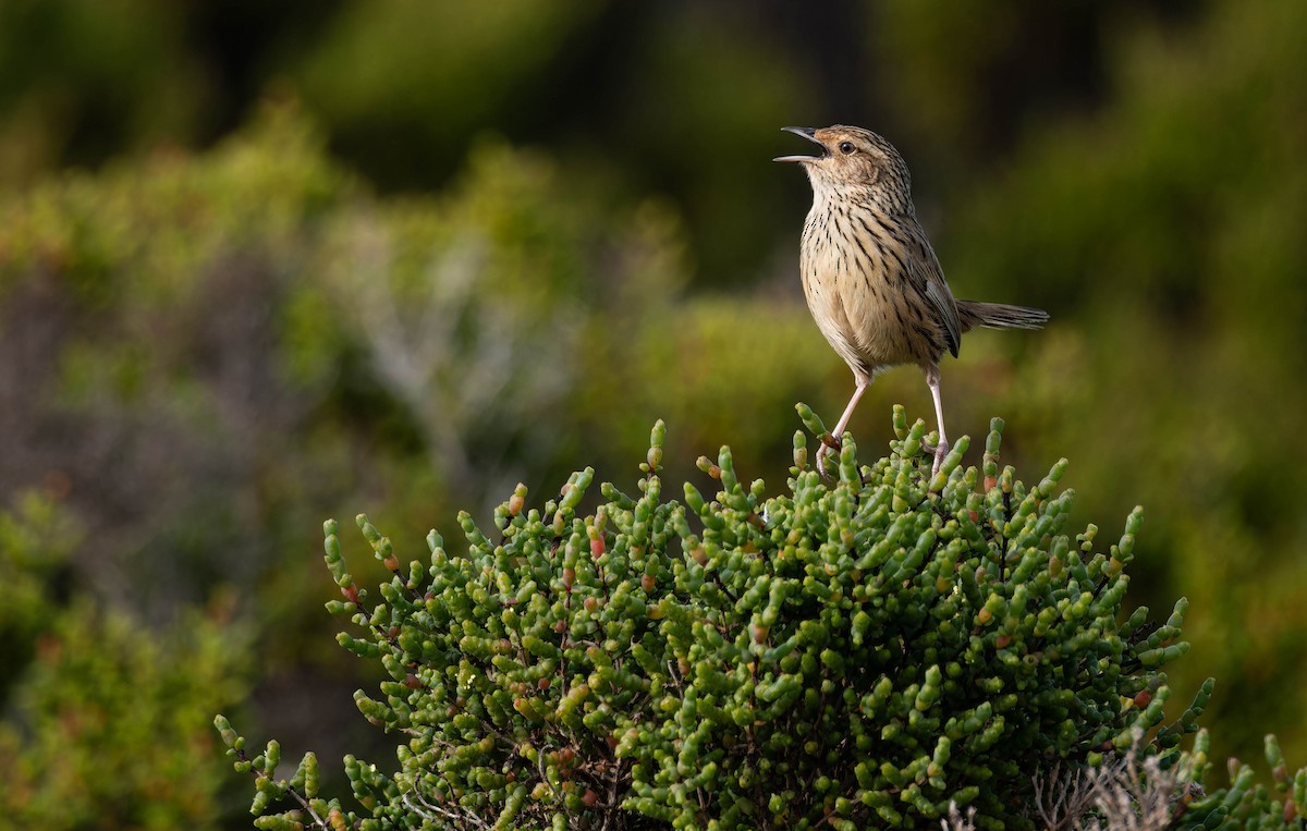 Striated Fieldwren - ML640739651