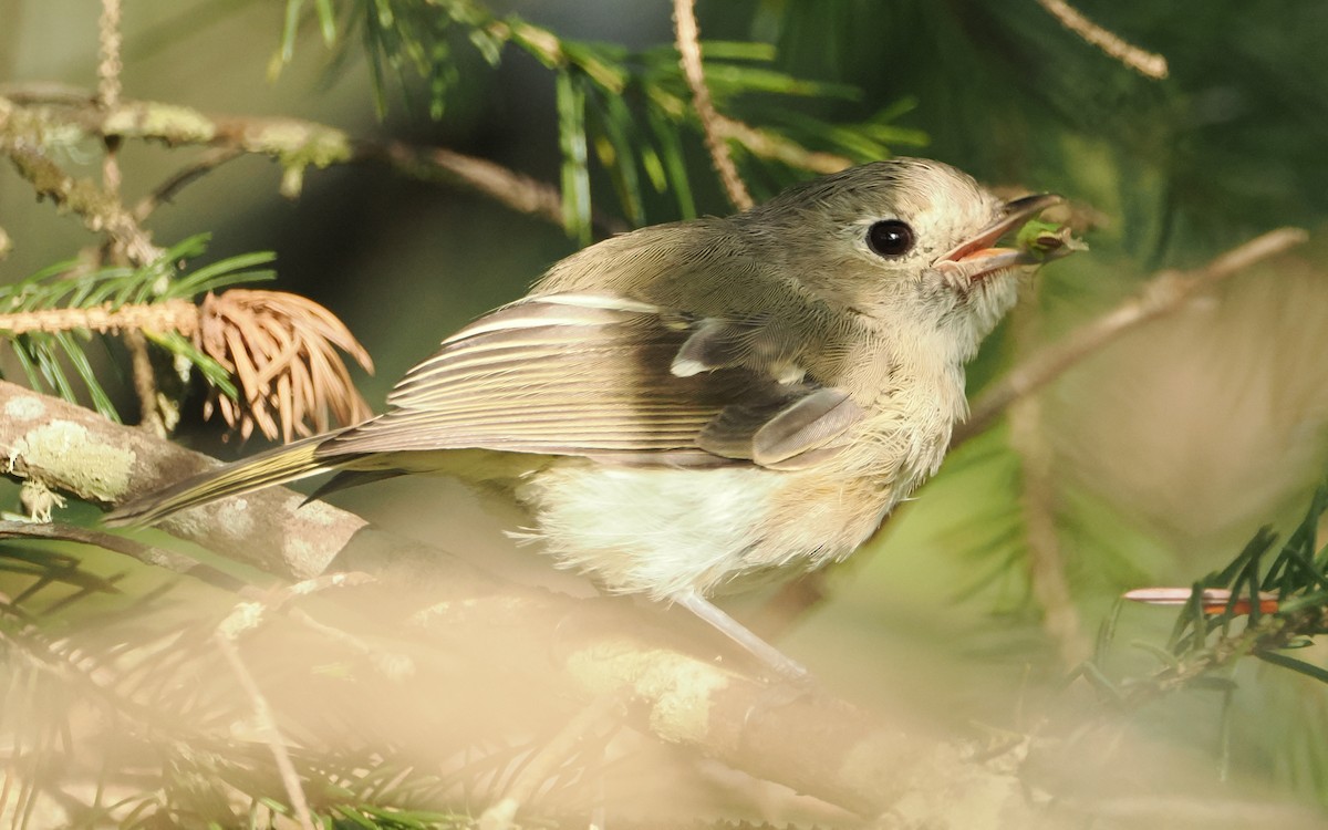 Hutton's Vireo - ML640739673