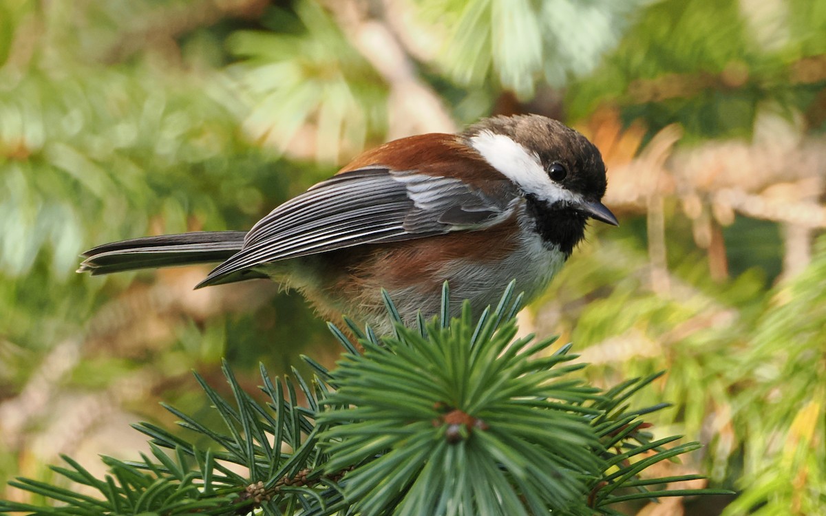 Chestnut-backed Chickadee - ML640739674