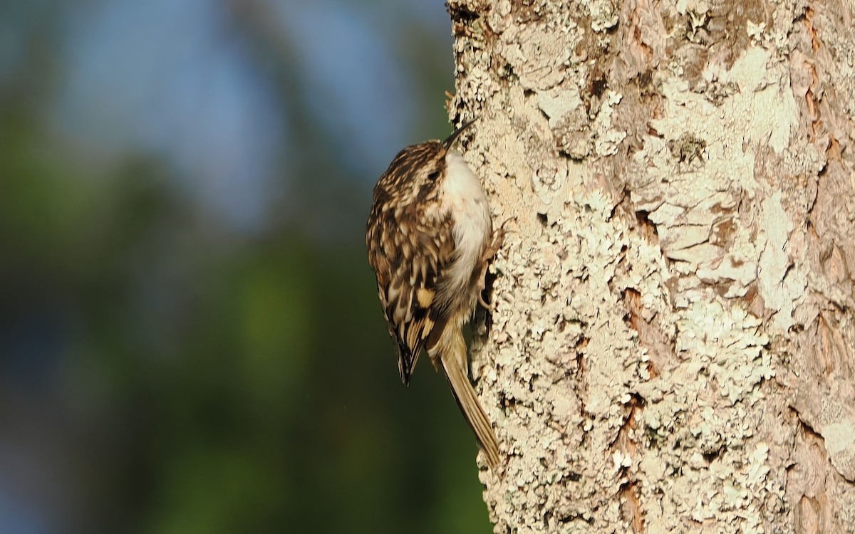 Brown Creeper - ML640739675