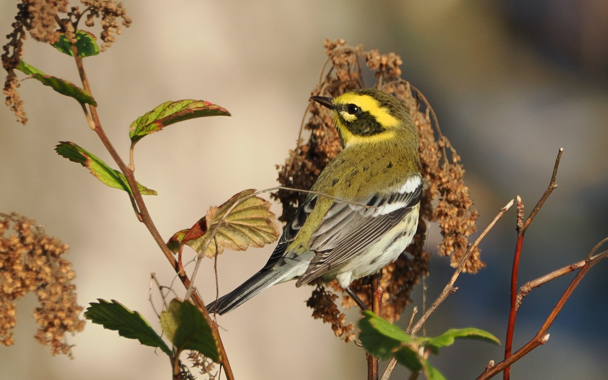 Townsend's Warbler - ML640739682