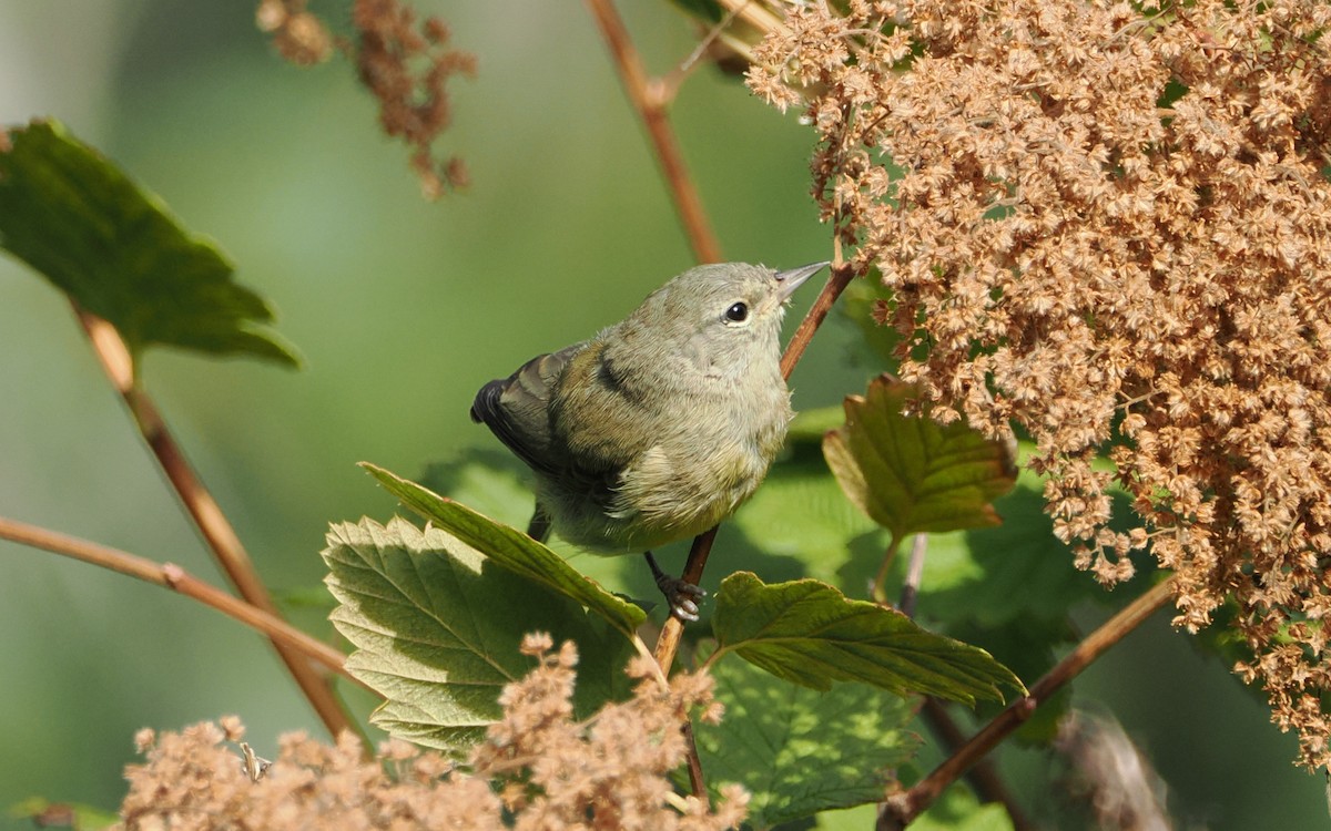 Orange-crowned Warbler - ML640739689