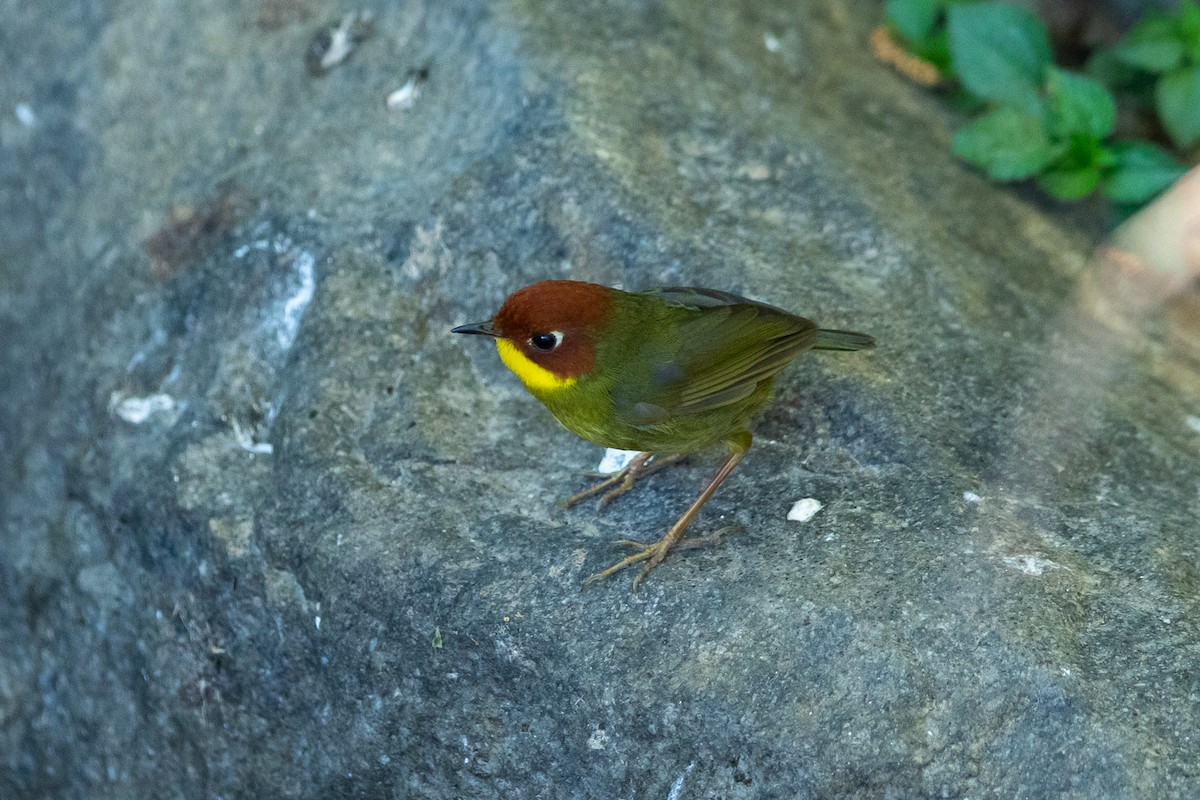 Chestnut-headed Tesia - ML640739693