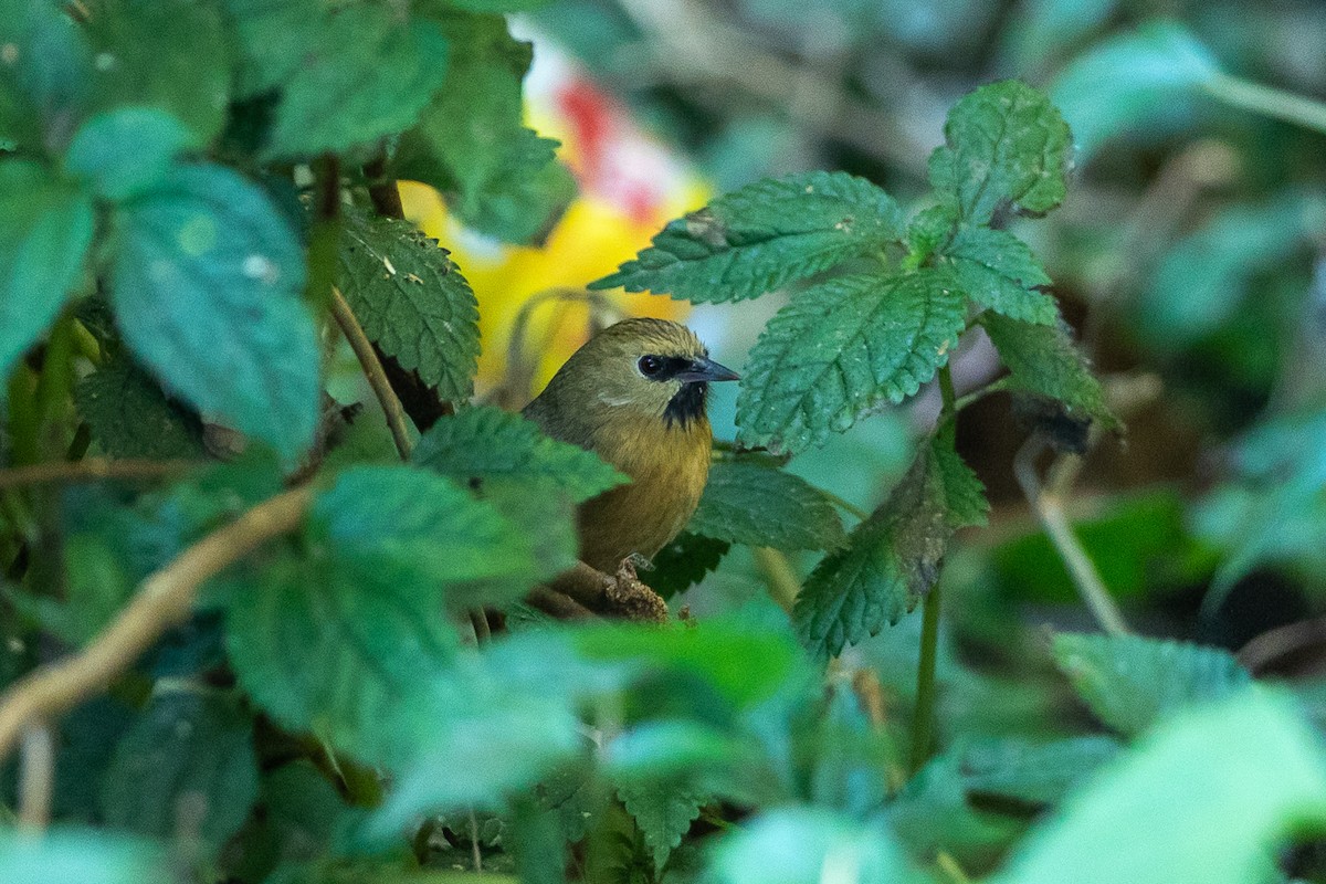 Black-chinned Babbler - ML640739694
