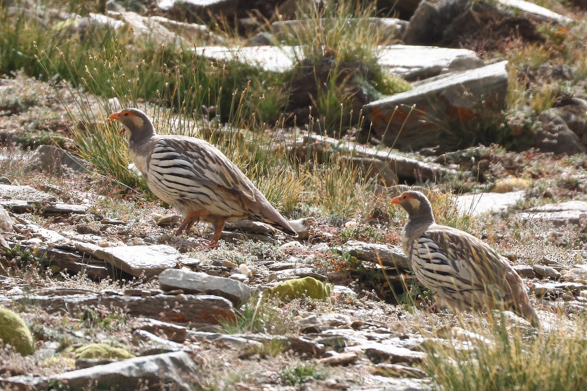 Tibetan Snowcock - ML640739700