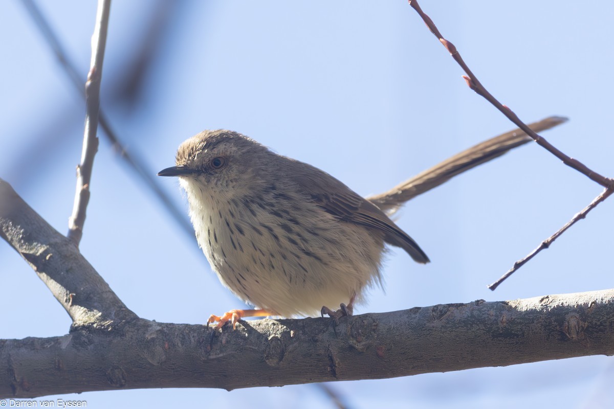 Drakensberg Prinia - ML640739722