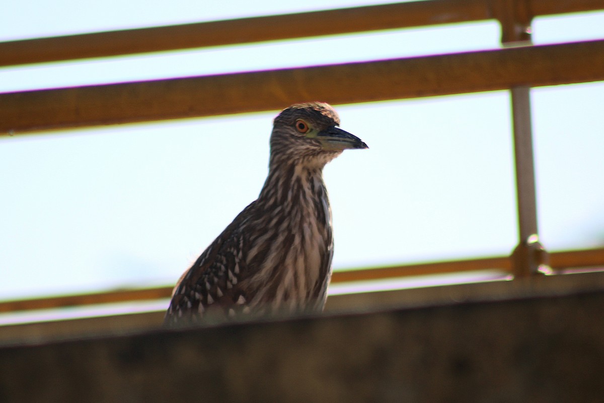 Black-crowned Night Heron - ML640739724