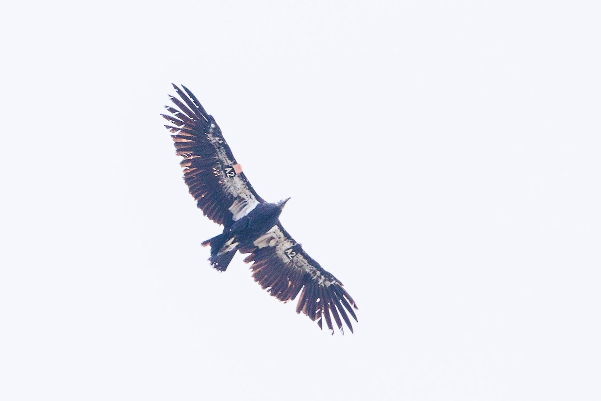 California Condor - ML640739730