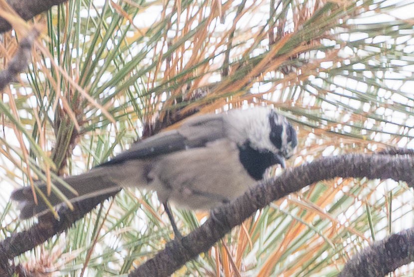 Mountain Chickadee - ML640739736