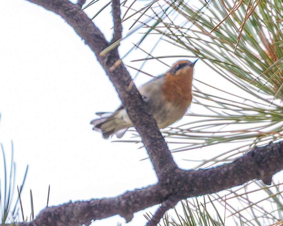 Olive Warbler - ML640739752