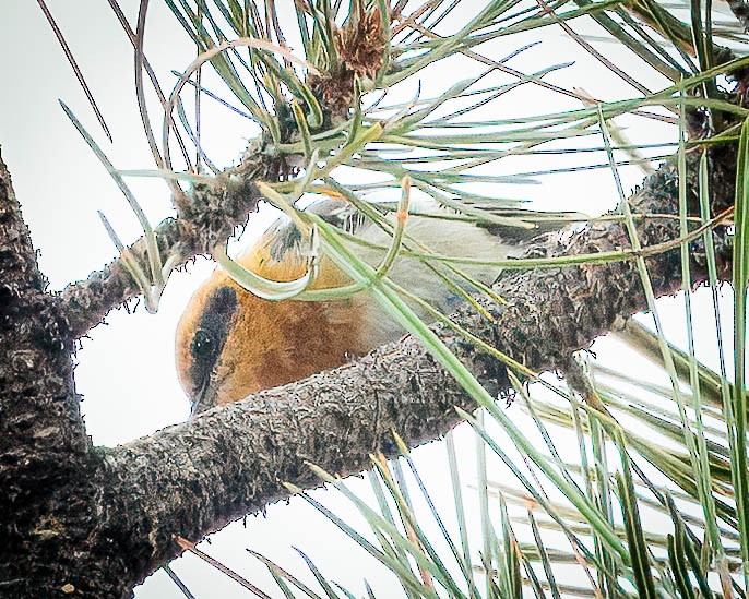 Olive Warbler - ML640739753