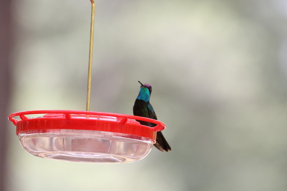 Rivoli's Hummingbird - ML640739757