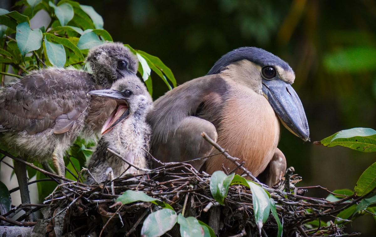 ヒロハシサギ - ML640739778