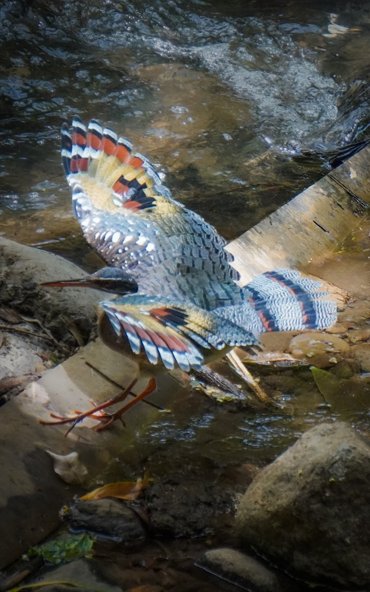 ジャノメドリ - ML640739779