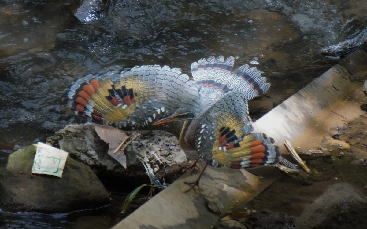 ジャノメドリ - ML640739780