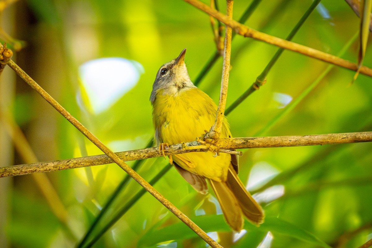 White-lored Warbler - ML640739804
