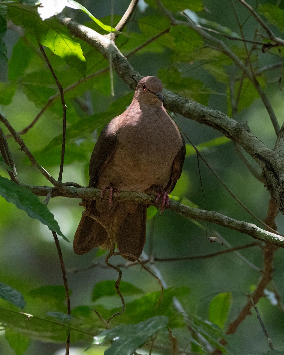 Short-billed Pigeon - ML640739809