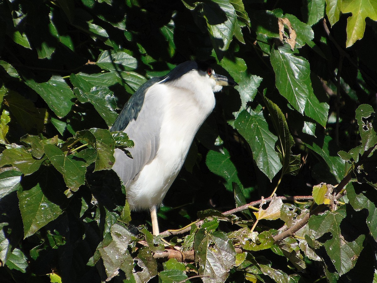 Black-crowned Night Heron - ML640739829