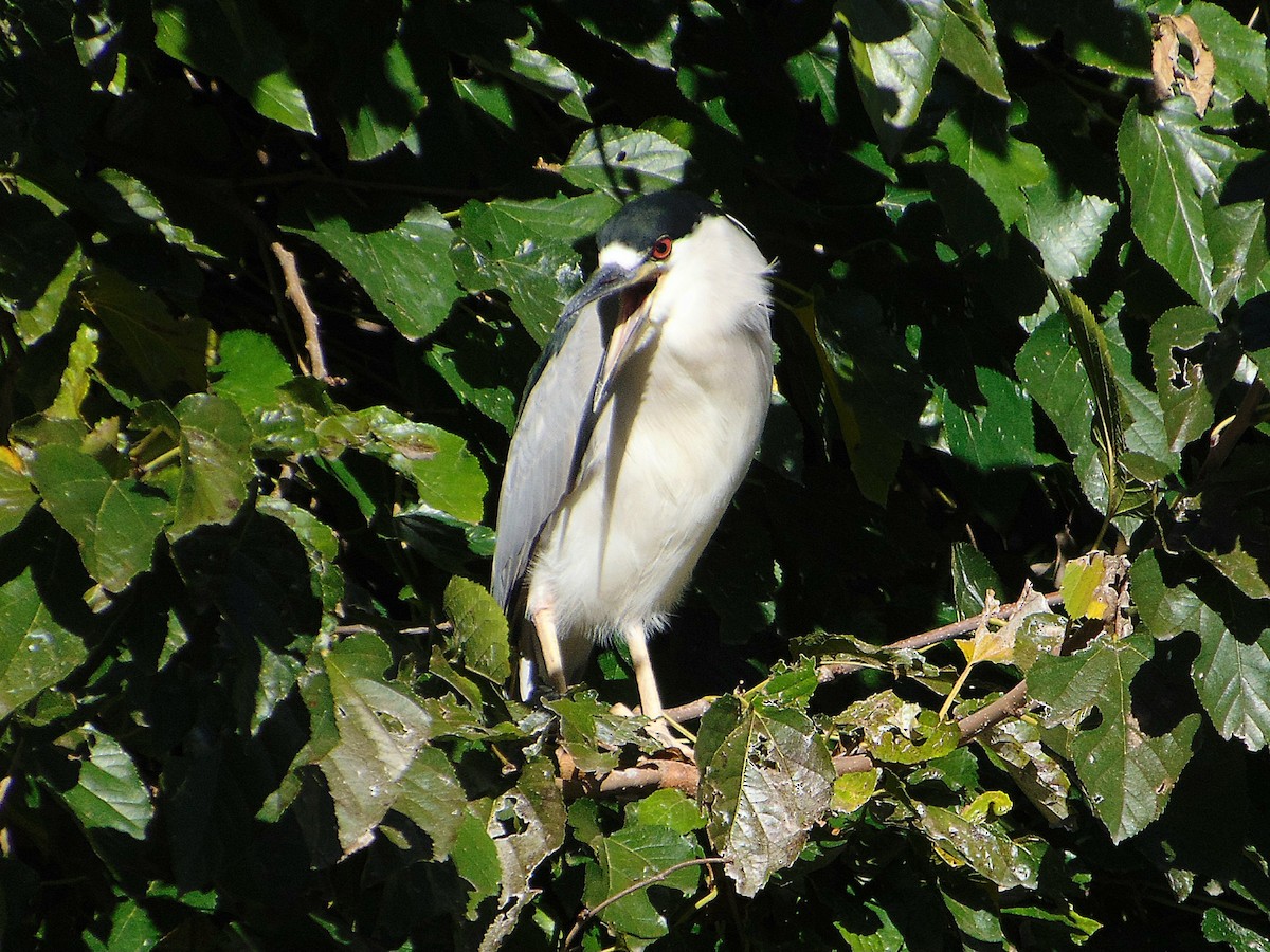 Black-crowned Night Heron - ML640739830