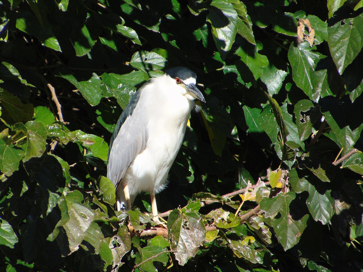 Black-crowned Night Heron - ML640739832