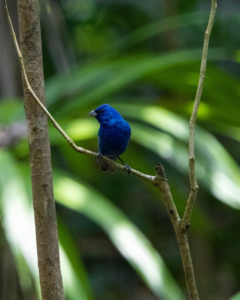 Blue Bunting - ML640739843