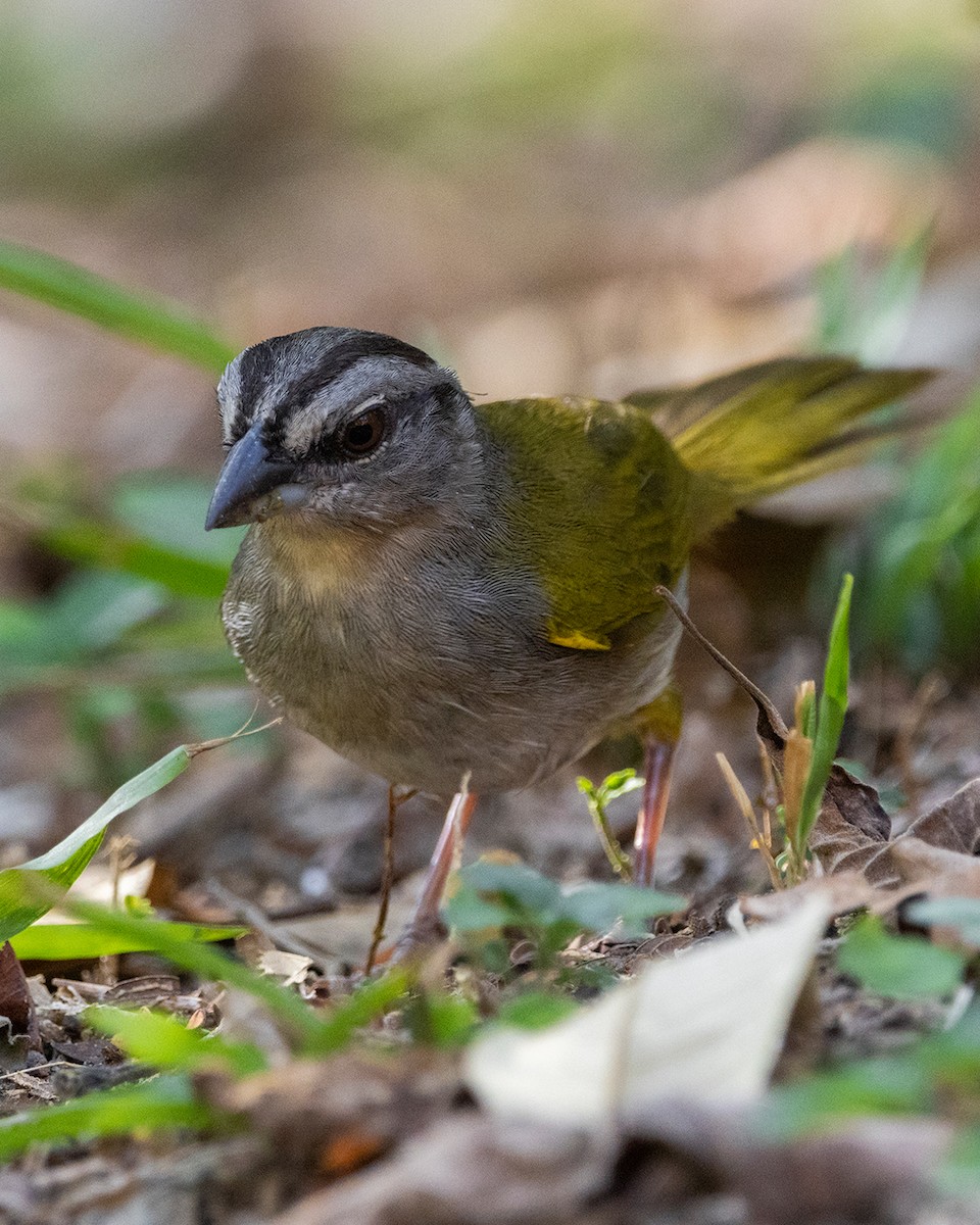 Green-backed Sparrow - ML640739914
