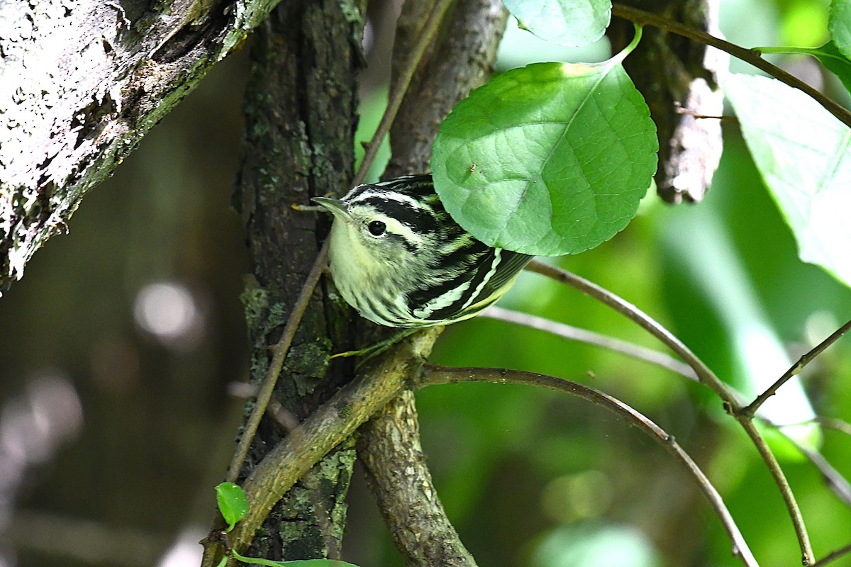Black-and-white Warbler - ML640739920