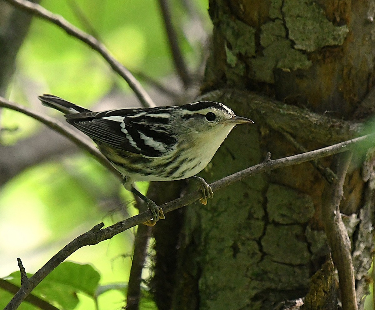 Black-and-white Warbler - ML640739925