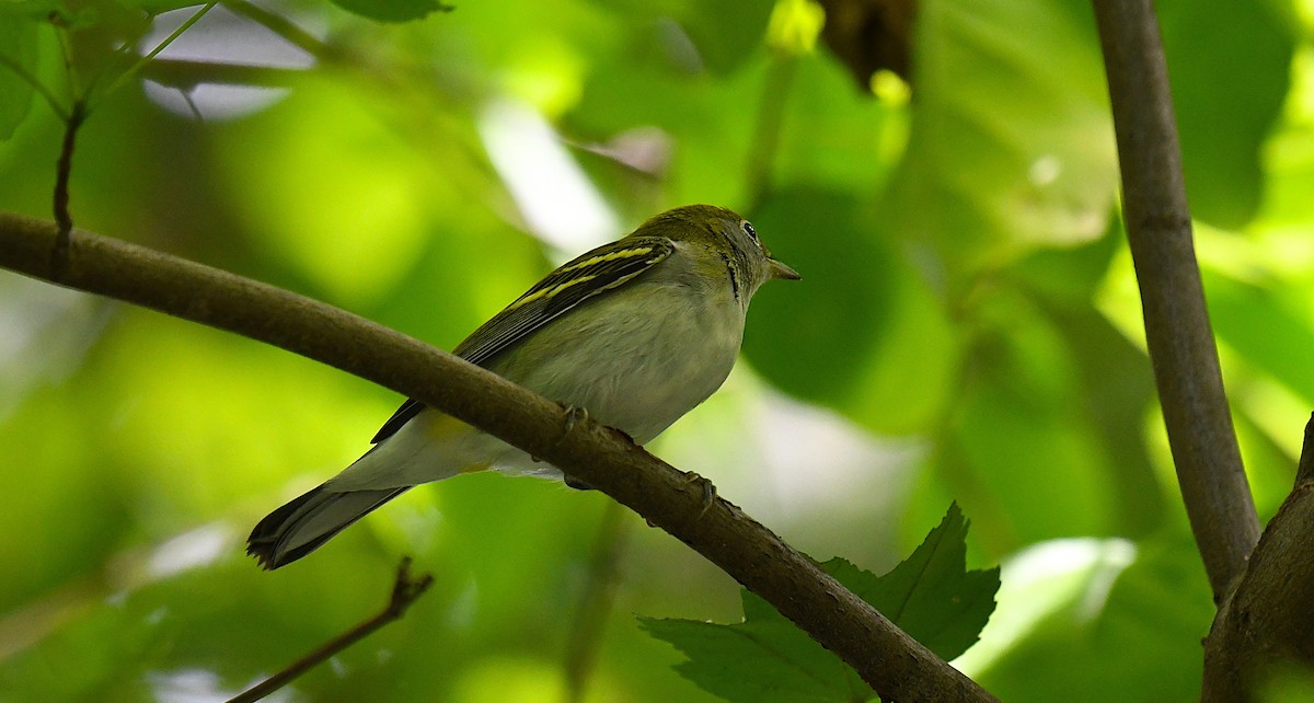 Chestnut-sided Warbler - ML640739930