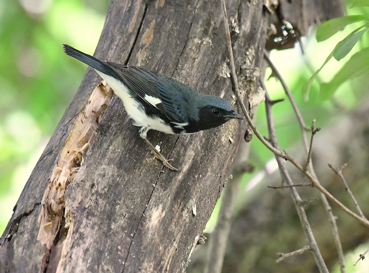 Black-throated Blue Warbler - ML640739932