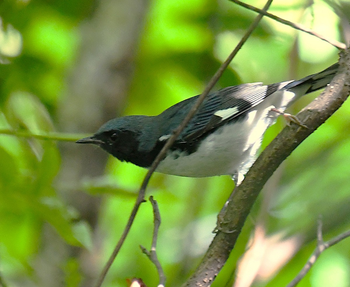 Black-throated Blue Warbler - ML640739934