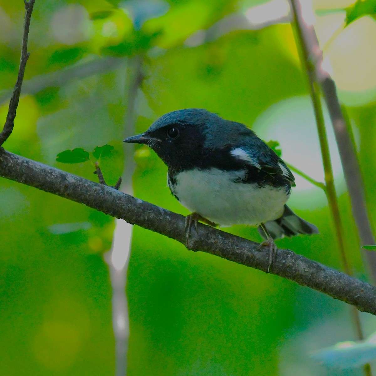 Black-throated Blue Warbler - ML640739948