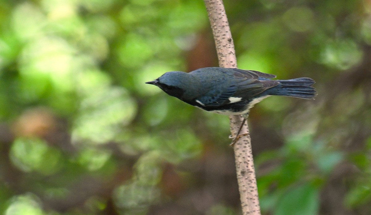 Black-throated Blue Warbler - ML640739956