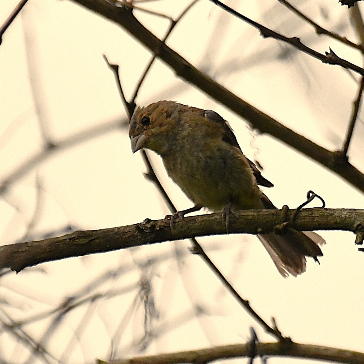 Indigo Bunting - ML640739960