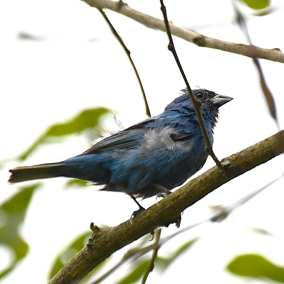 Indigo Bunting - ML640739963