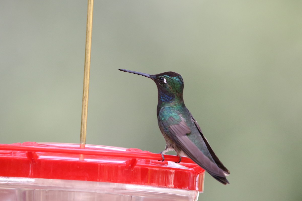 Rivoli's Hummingbird - ML640739987