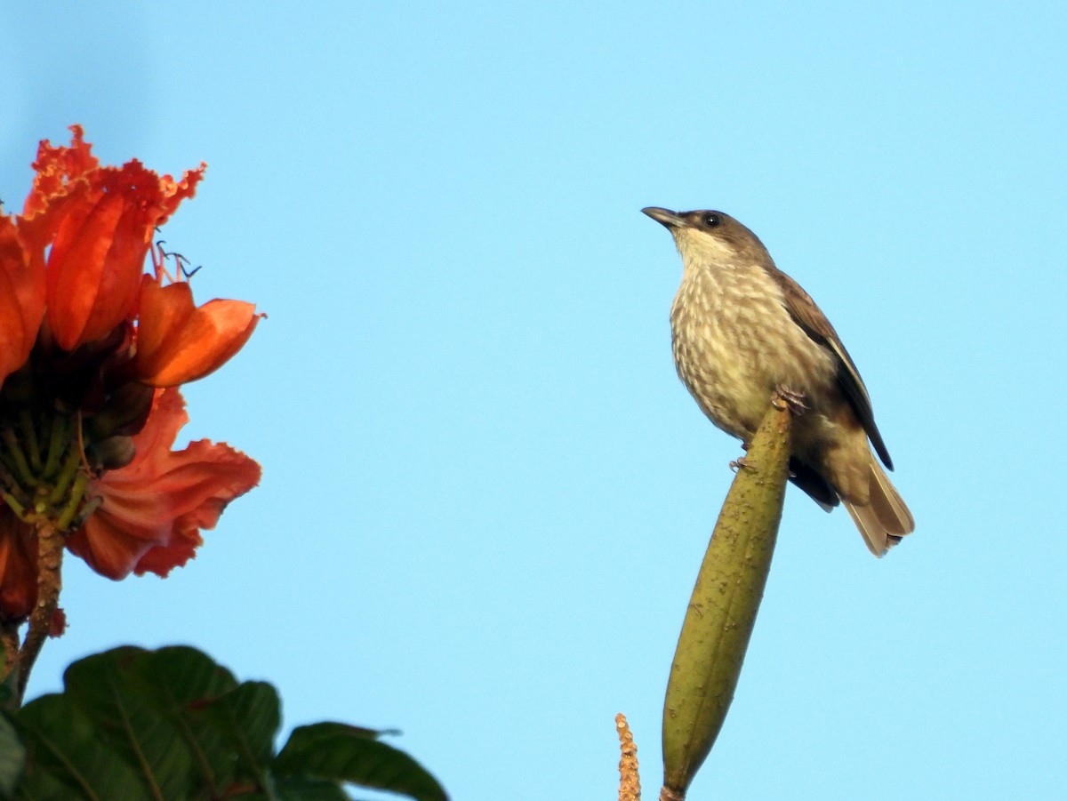 Polynesian Starling - ML640739994