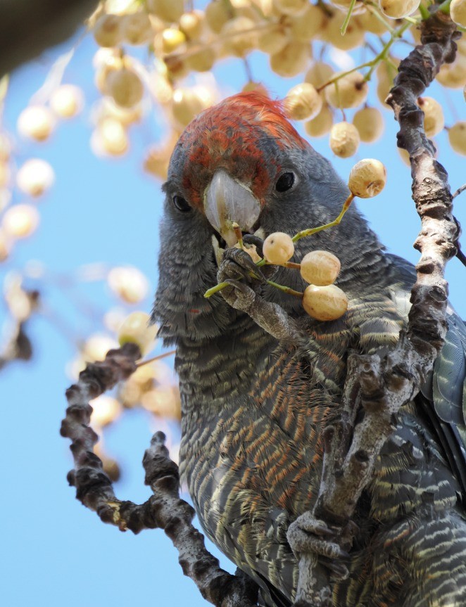 Gang-gang Cockatoo - ML640739996