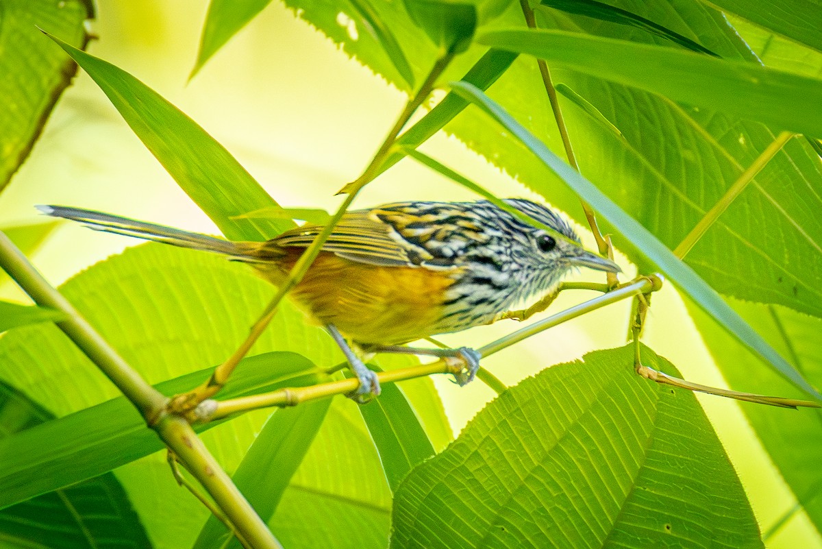 Santa Marta Antbird - ML640740003
