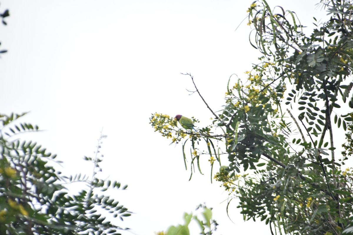 Plum-headed Parakeet - ML640740016