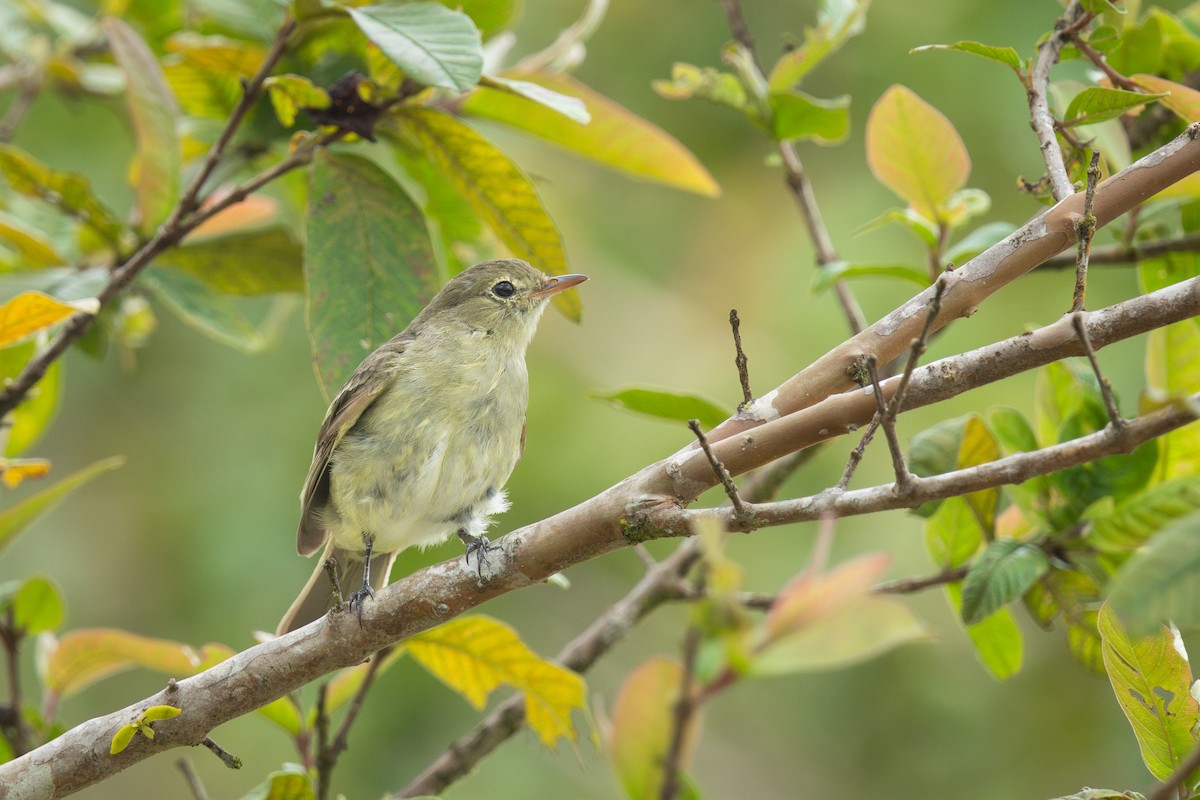Mountain Elaenia - ML640740042