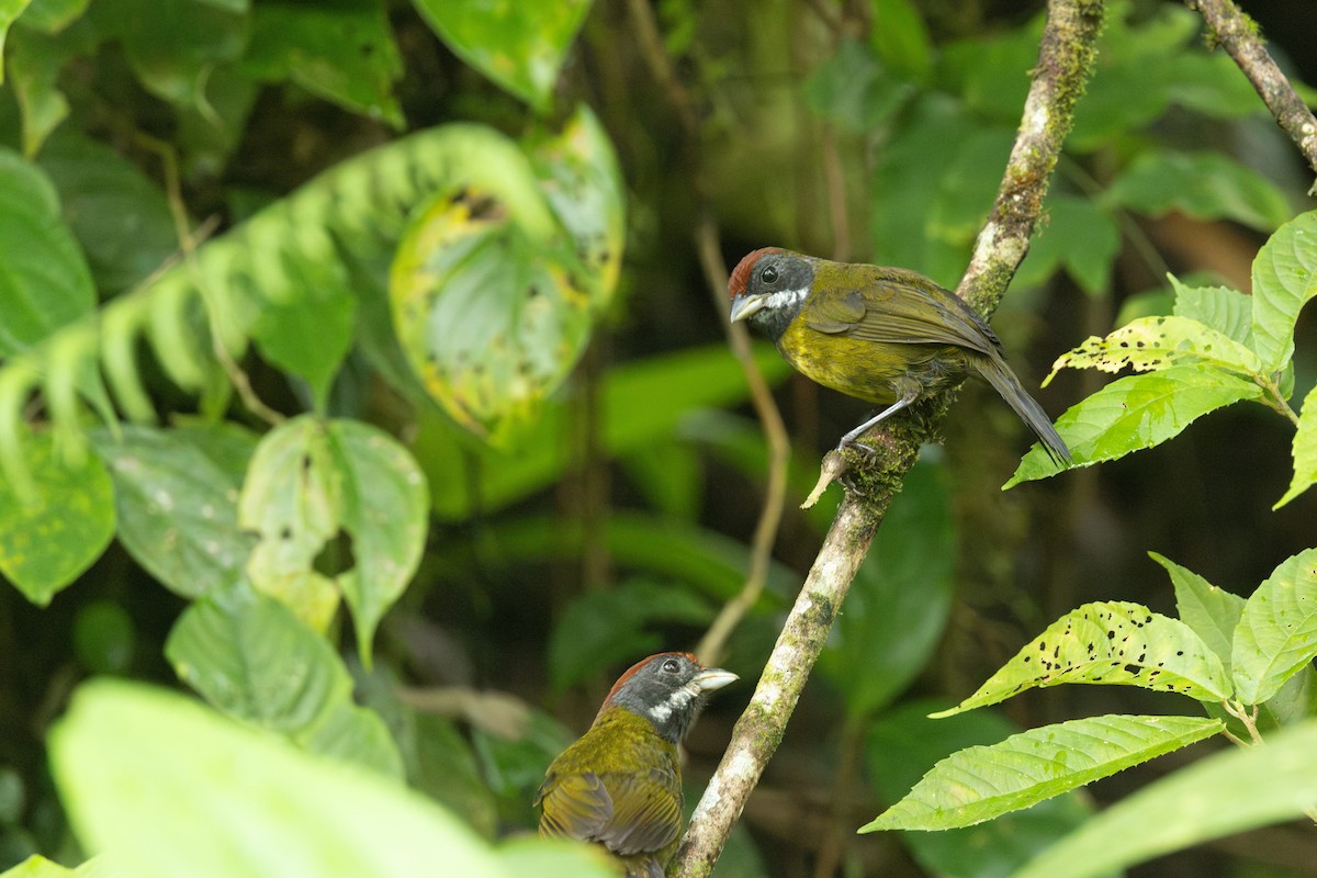 Sooty-faced Finch - ML640740086