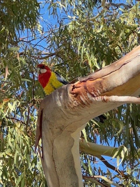 Eastern Rosella - ML640740101
