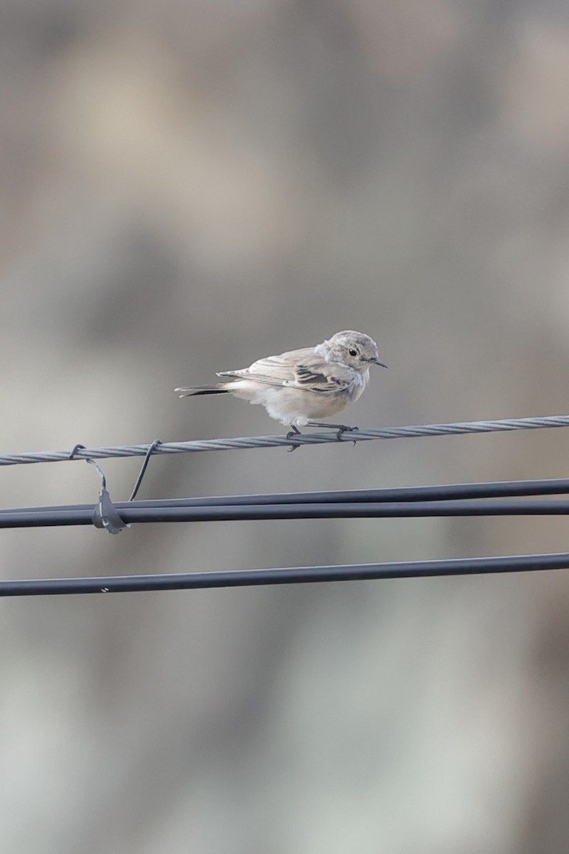 Desert Wheatear - ML640740104