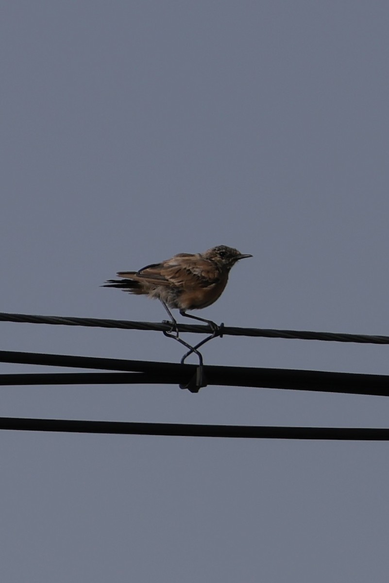 Desert Wheatear - ML640740105